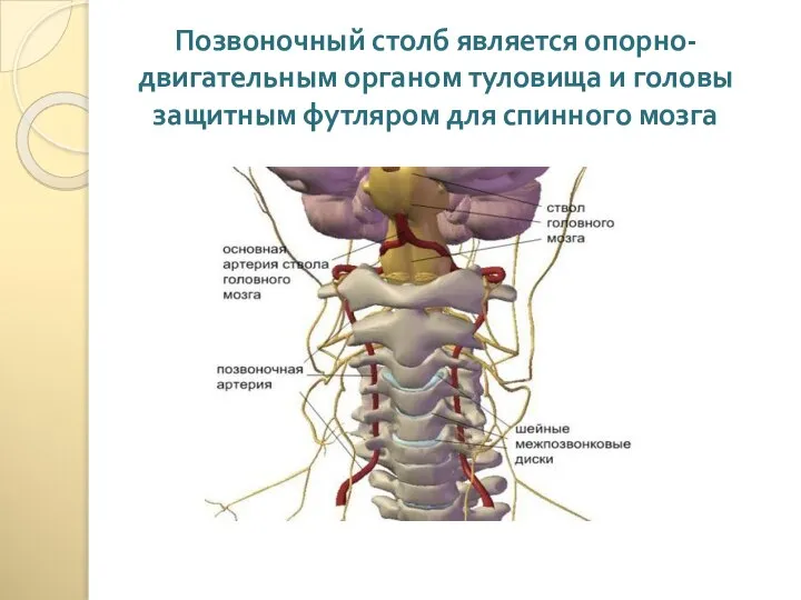 Позвоночный столб является опорно-двигательным органом туловища и головы защитным футляром для спинного мозга