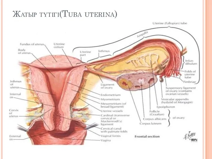 Жатыр түтігі(Tuba uterina)