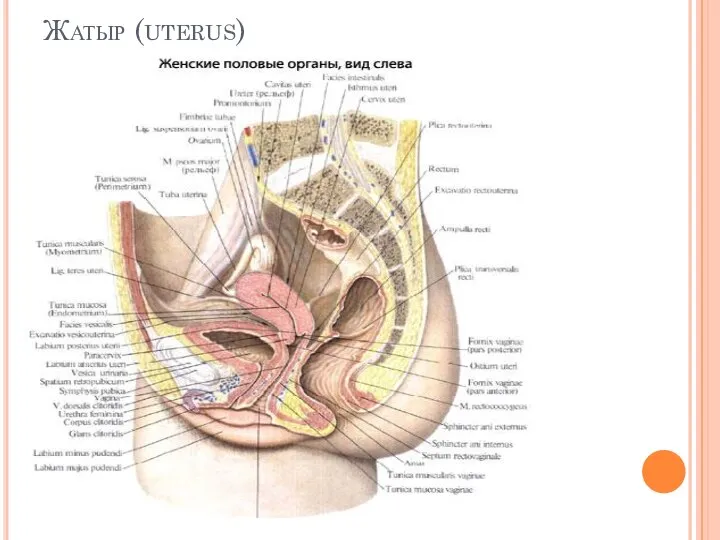 Жатыр (uterus)