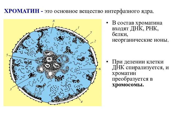 В состав хроматина входят ДНК, РНК, белки, неорганические ионы. При делении клетки