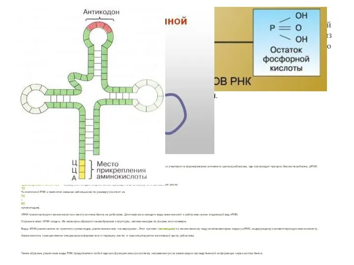 Строение РНК Рибонуклеиновая кислота (РНК) — линейный полимер, состоящий из одной цепочки