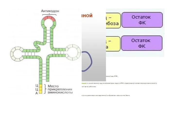 Образование полимера РНК происходит (также как и у ДНК) через ковалентные связи