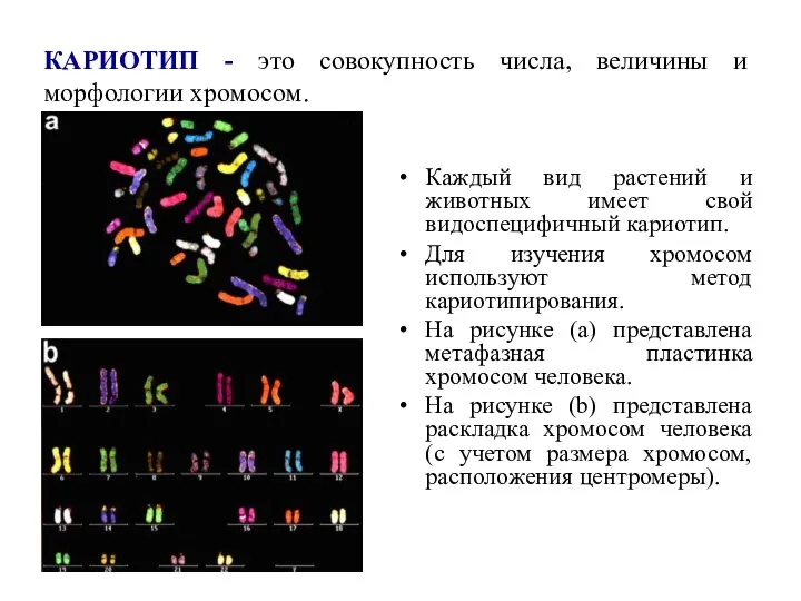 КАРИОТИП - это совокупность числа, величины и морфологии хромосом. Каждый вид растений