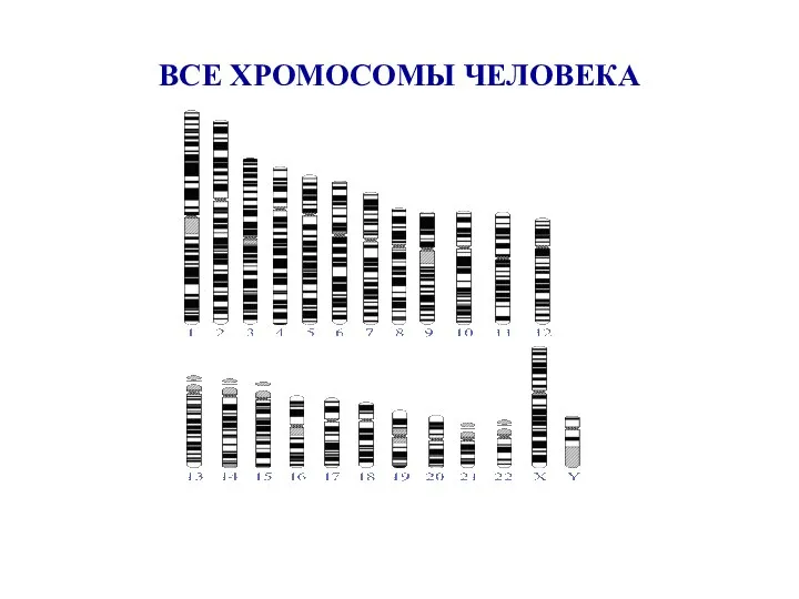 ВСЕ ХРОМОСОМЫ ЧЕЛОВЕКА