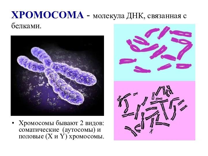 ХРОМОСОМА - молекула ДНК, связанная с белками. Хромосомы бывают 2 видов: соматические