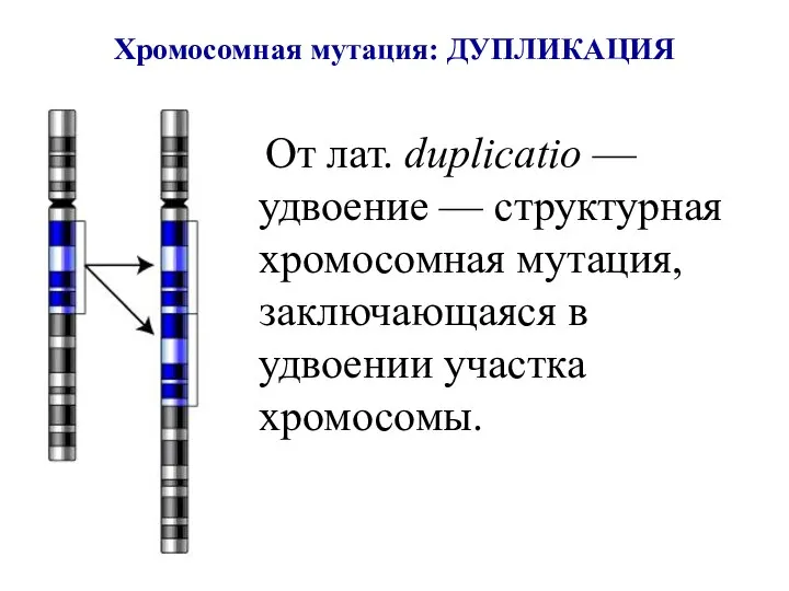 Хромосомная мутация: ДУПЛИКАЦИЯ От лат. duplicatio — удвоение — структурная хромосомная мутация,