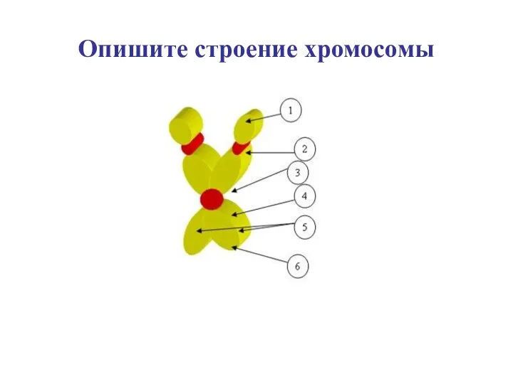 Опишите строение хромосомы