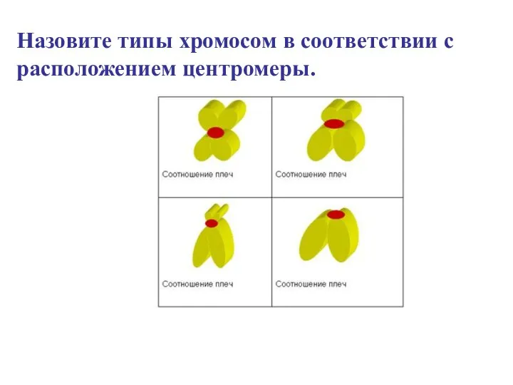 Назовите типы хромосом в соответствии с расположением центромеры.