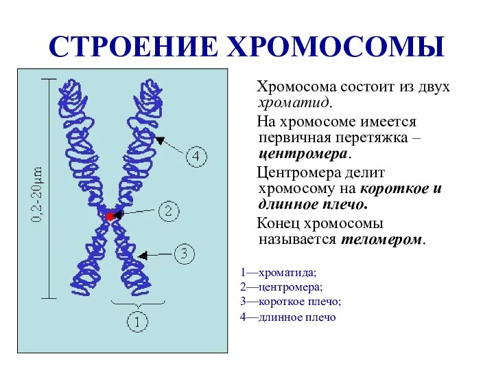 СТРОЕНИЕ ХРОМОСОМЫ Хромосома состоит из двух хроматид. На хромосоме имеется первичная перетяжка