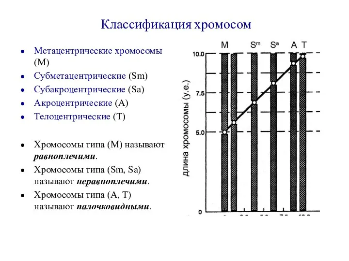 Классификация хромосом Метацентрические хромосомы (М) Субметацентрические (Sm) Субакроцентрические (Sа) Акроцентрические (А) Телоцентрические