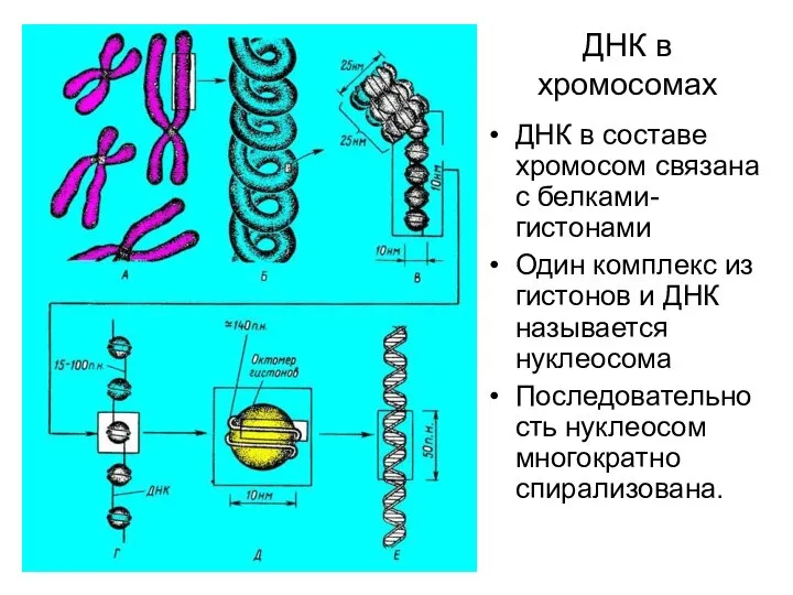 ДНК в хромосомах ДНК в составе хромосом связана с белками-гистонами Один комплекс