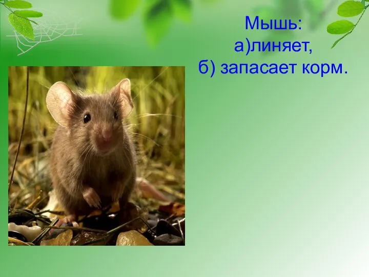 Мышь: а)линяет, б) запасает корм.