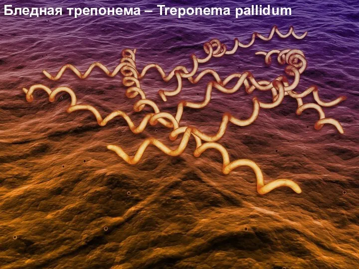 Бледная трепонема Trepоnema pallidum. Бледная трепонема – Treponema pallidum
