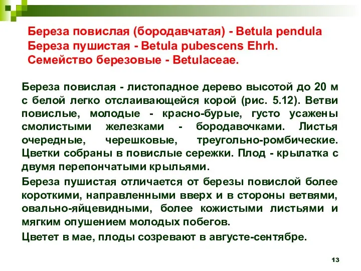 Береза повислая (бородавчатая) - Betula pendula Береза пушистая - Betula pubescens Ehrh.