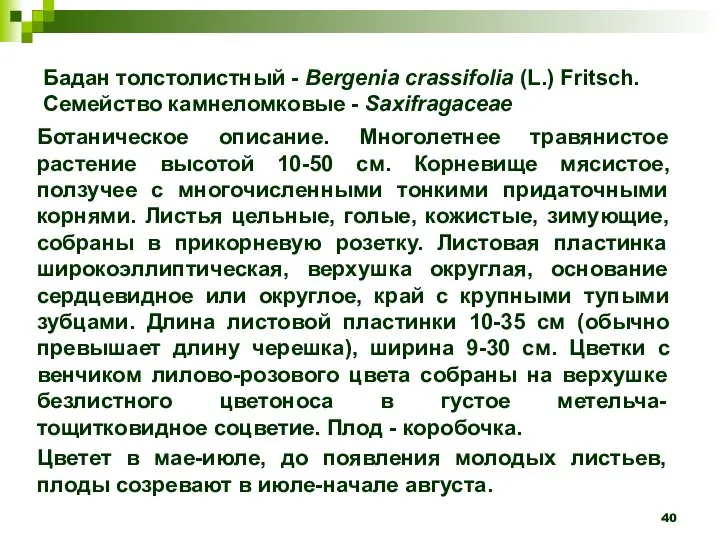 Бадан толстолистный - Bergenia crassifolia (L.) Fritsch. Семейство камнеломковые - Saxifragaceae Ботаническое