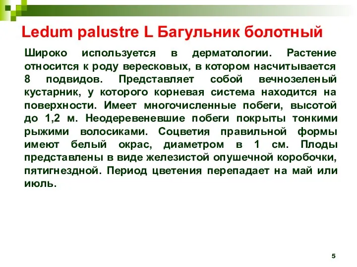 Ledum palustre L Багульник болотный Широко используется в дерматологии. Растение относится к