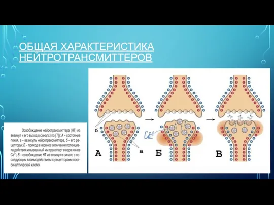 ОБЩАЯ ХАРАКТЕРИСТИКА НЕЙТРОТРАНСМИТТЕРОВ