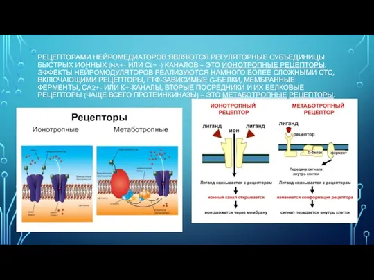 РЕЦЕПТОРАМИ НЕЙРОМЕДИАТОРОВ ЯВЛЯЮТСЯ РЕГУЛЯТОРНЫЕ СУБЪЕДИНИЦЫ БЫСТРЫХ ИОННЫХ (NA+- ИЛИ СL− -) КАНАЛОВ
