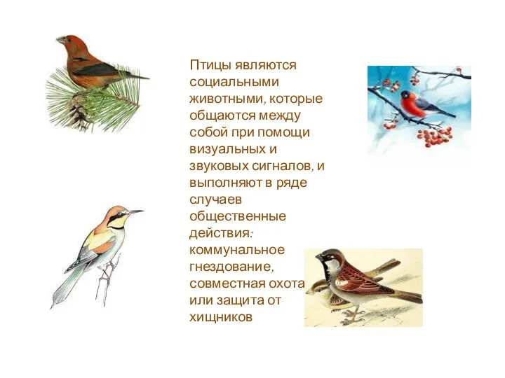 Птицы являются социальными животными, которые общаются между собой при помощи визуальных и