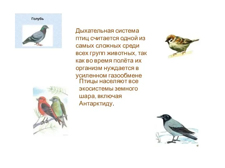 Птицы населяют все экосистемы земного шара, включая Антарктиду. Дыхательная система птиц считается