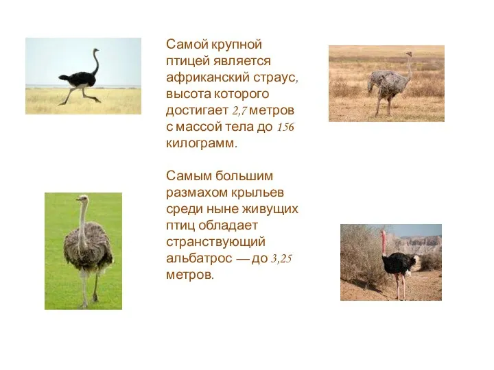 Самой крупной птицей является африканский страус, высота которого достигает 2,7 метров с
