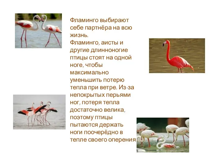 Фламинго выбирают себе партнёра на всю жизнь. Фламинго, аисты и другие длинноногие