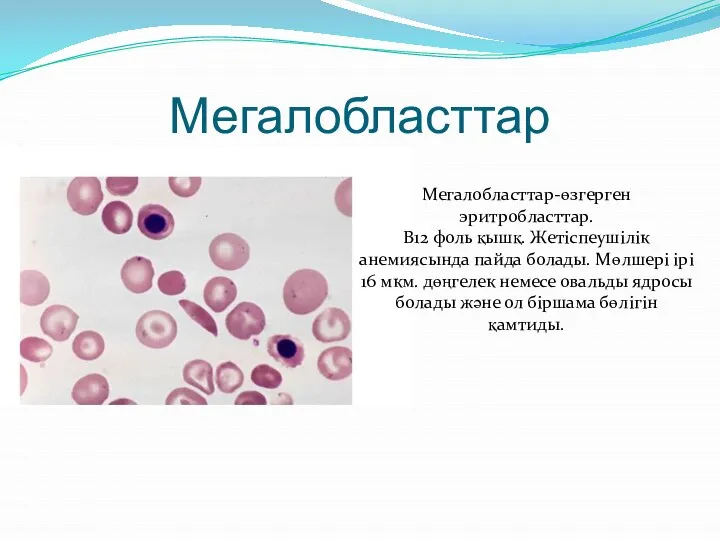 Мегалобласттар Мегалобласттар-өзгерген эритробласттар. В12 фоль қышқ. Жетіспеушілік анемиясында пайда болады. Мөлшері ірі