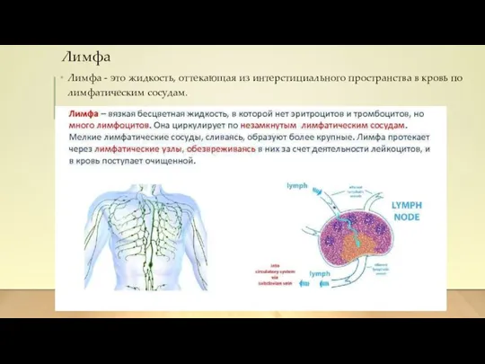 Лимфа Лимфа - это жидкость, оттекающая из интерстициального пространства в кровь по лимфатическим сосудам.