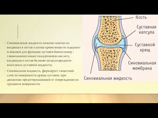 Синовиальная жидкость помимо многих из входящих в состав плазмы крови веществ содержит