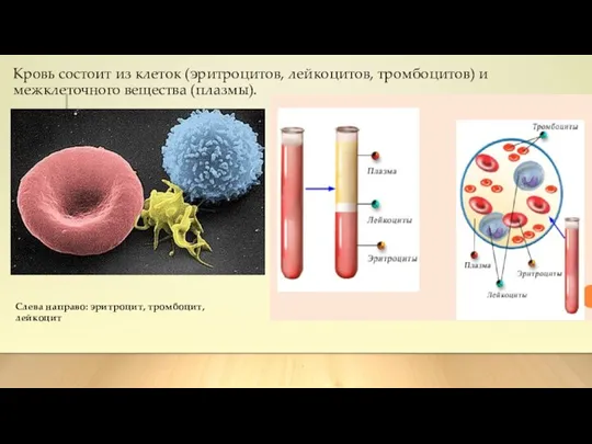 Кровь состоит из клеток (эритроцитов, лейкоцитов, тромбоцитов) и межклеточного вещества (плазмы). Слева направо: эритроцит, тромбоцит, лейкоцит