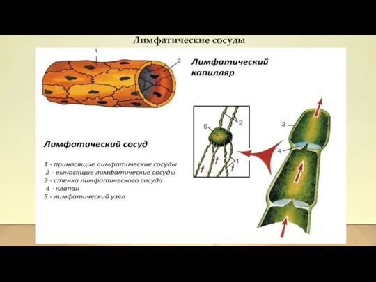 Лимфатические сосуды