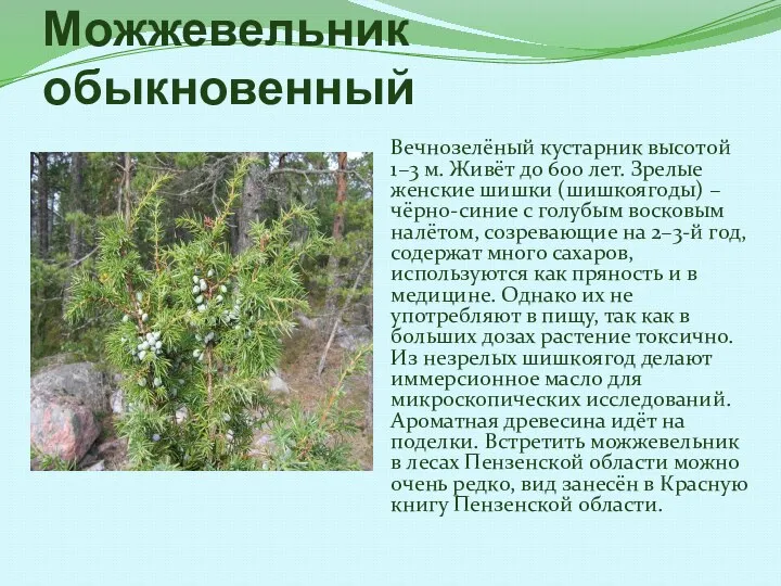 Можжевельник обыкновенный Вечнозелёный кустарник высотой 1–3 м. Живёт до 600 лет. Зрелые