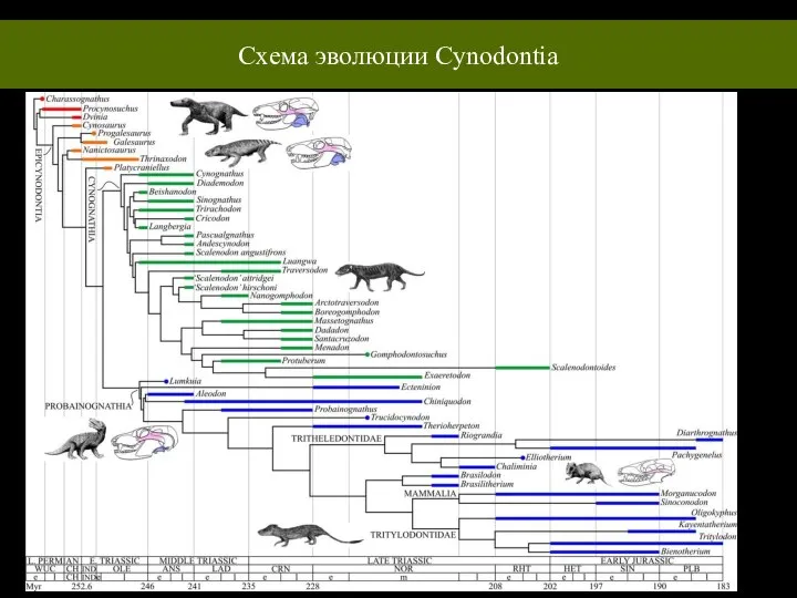 Схема эволюции Cynodontia