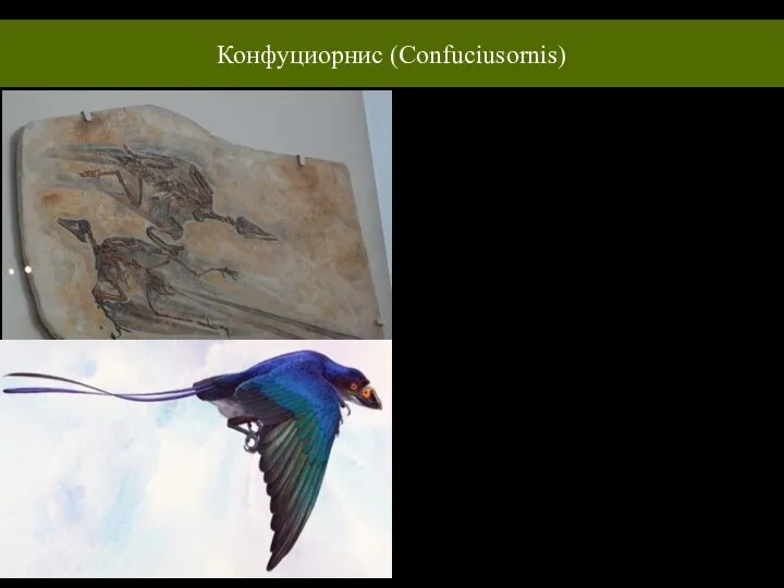 Конфуциорнис (Confuciusornis) Жили на территории современного Китая не менее 120 млн. лет