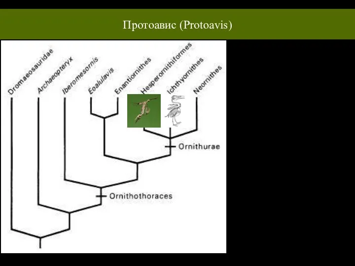 Протоавис (Protoavis) Таким образом, по данным палеонтологии, формирование морфо-физиологического облика птиц продвигалось