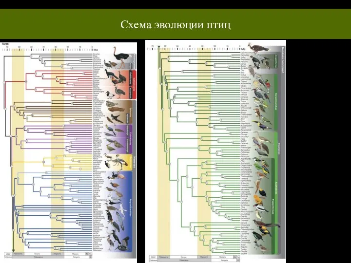 Схема эволюции птиц