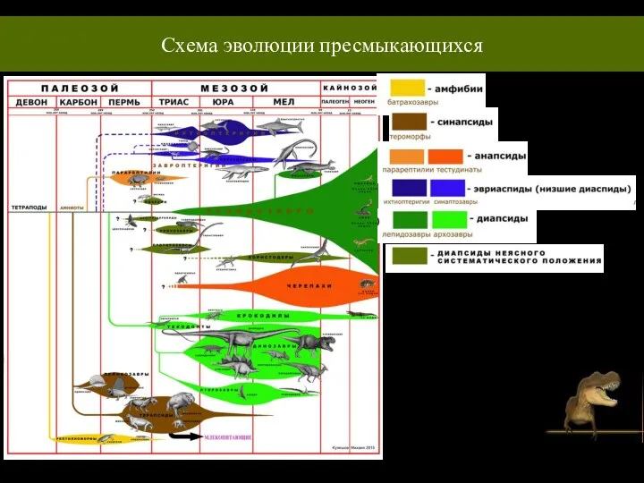 Музей истории мироздания Схема эволюции пресмыкающихся