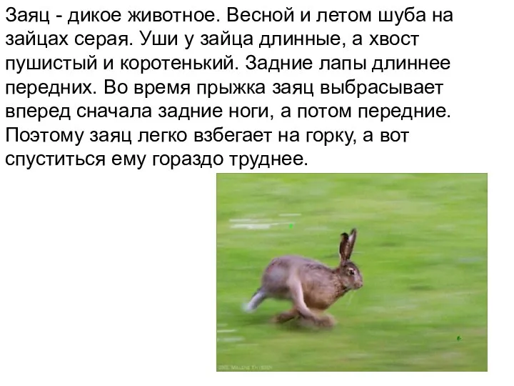 Заяц - дикое животное. Весной и летом шуба на зайцах серая. Уши