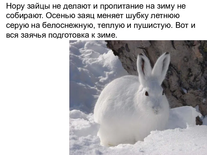 Нору зайцы не делают и пропитание на зиму не собирают. Осенью заяц