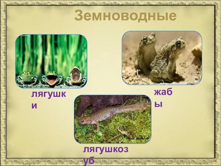 Земноводные лягушки лягушкозуб жабы