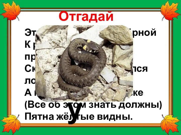 уж Отгадай загадку: Это кто там лентой чёрной К ручейку скользит проворно?