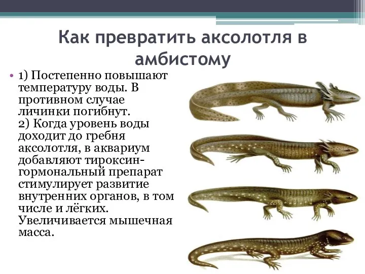 Как превратить аксолотля в амбистому 1) Постепенно повышают температуру воды. В противном