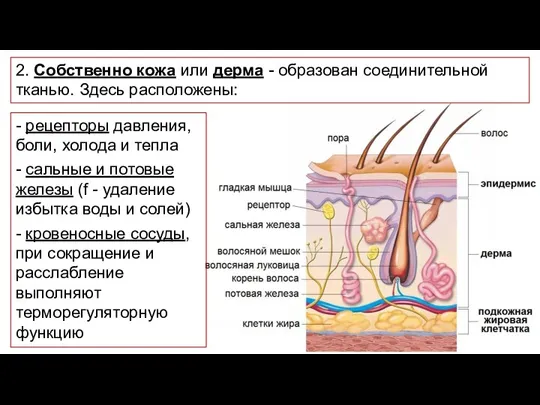 2. Собственно кожа или дерма - образован соединительной тканью. Здесь расположены: -