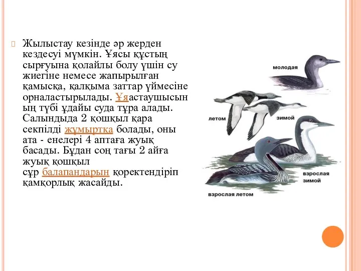 Жылыстау кезінде әр жерден кездесуі мүмкін. Ұясы құстың сырғуына қолайлы болу үшін