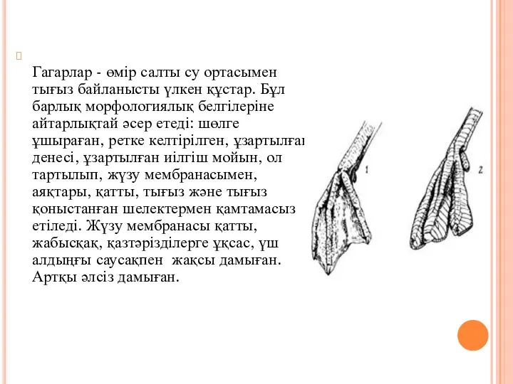 Гагарлар - өмір салты су ортасымен тығыз байланысты үлкен құстар. Бұл барлық