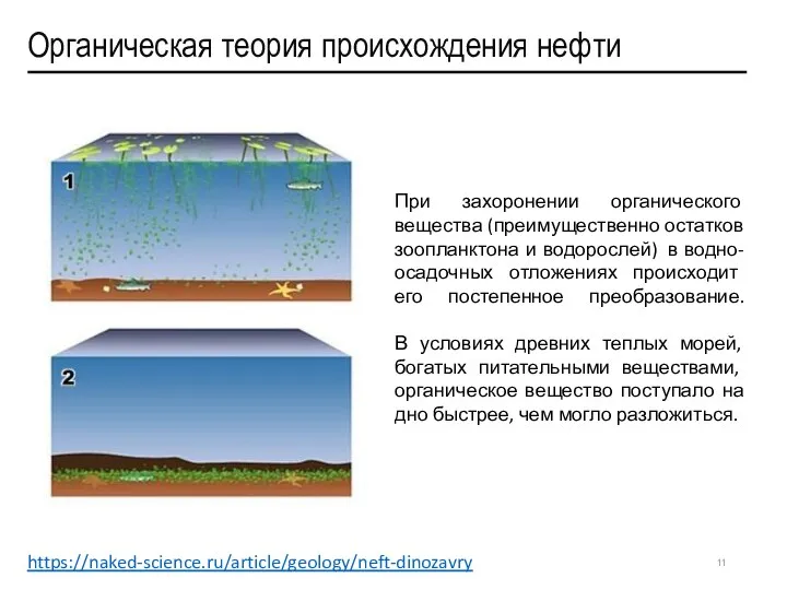 Органическая теория происхождения нефти При захоронении органического вещества (преимущественно остатков зоопланктона и