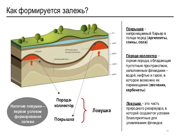 Как формируется залежь? Покрышка Порода-коллектор Ловушка Покрышка -непроницаемый барьер в толще пород
