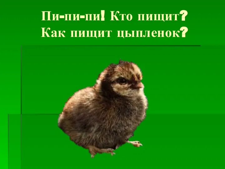 Пи-пи-пи! Кто пищит? Как пищит цыпленок?