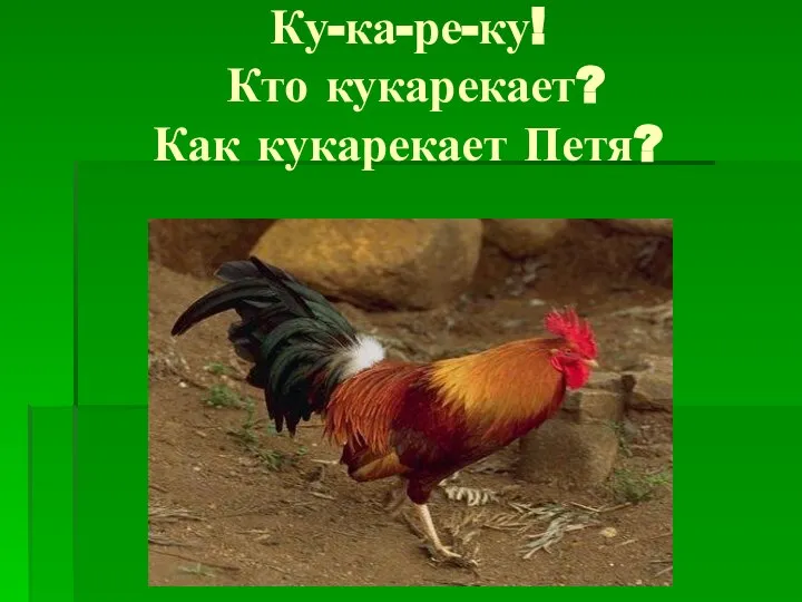 Ку-ка-ре-ку! Кто кукарекает? Как кукарекает Петя?