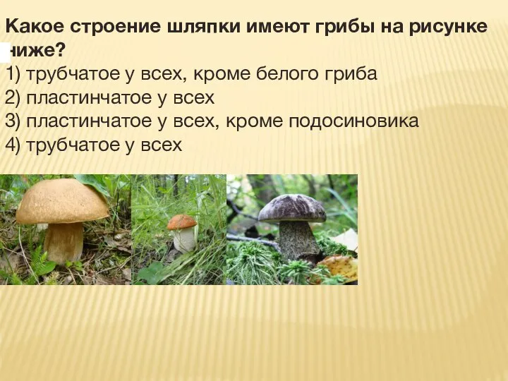 Какое строение шляпки имеют грибы на рисунке ниже? 1) трубчатое у всех,